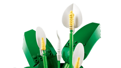 BOTANICALS - Peace Lily