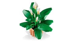 BOTANICALS - Peace Lily