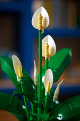 BOTANICALS - Peace Lily