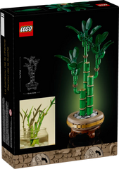 BOTANICALS - Lucky Bamboo