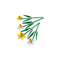 OTHER - Daffodils