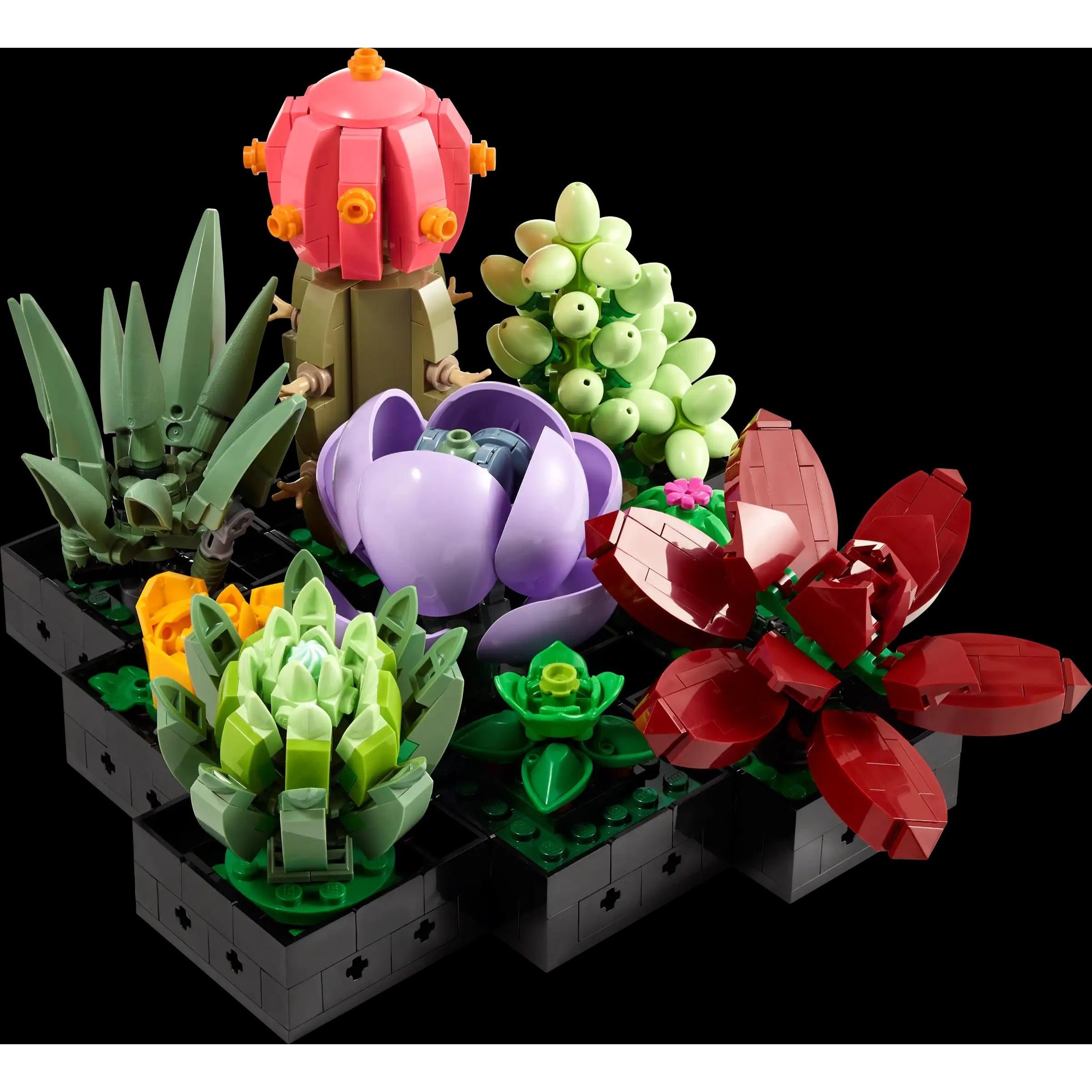 BOTANICALS - Succulents