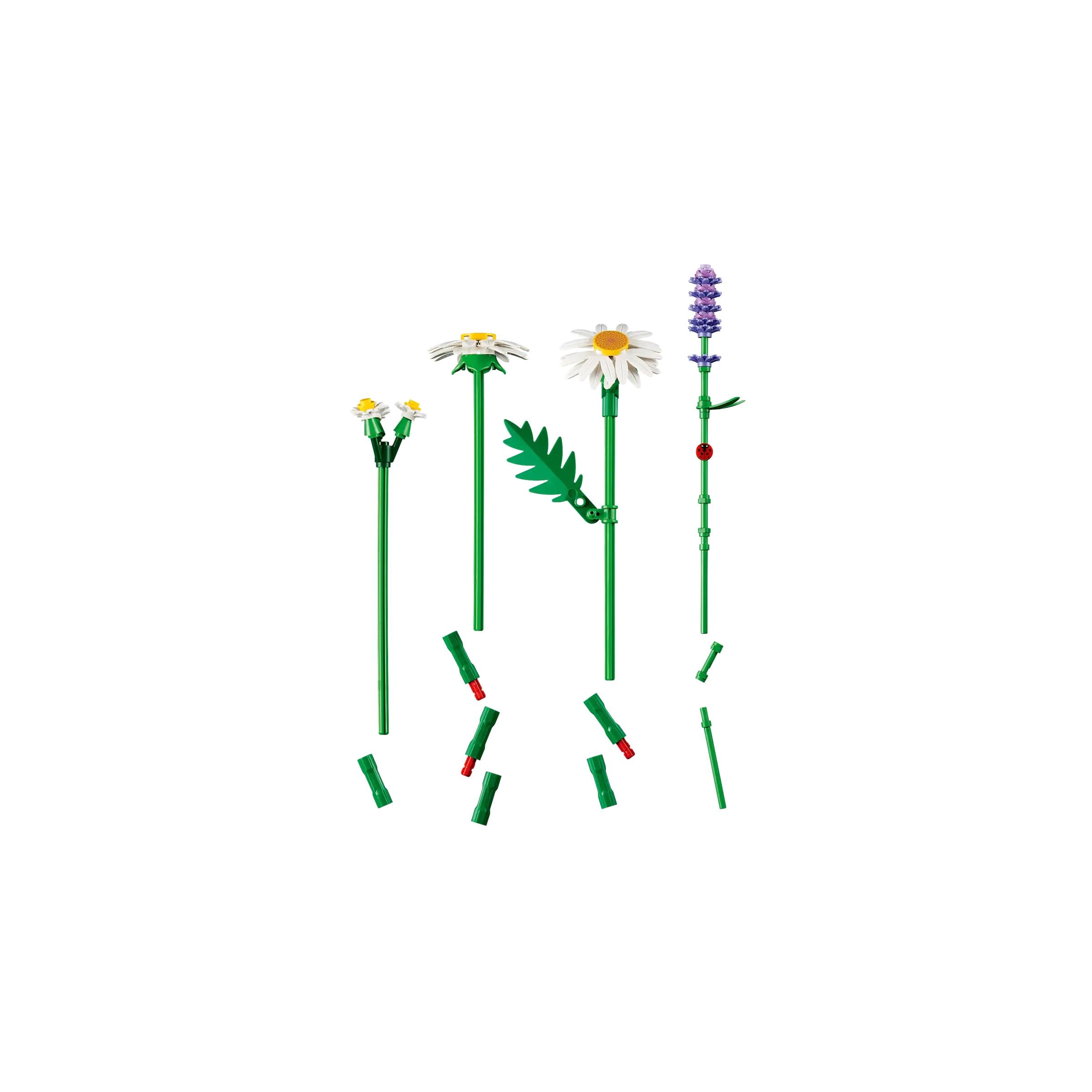 BOTANICALS - Daisies