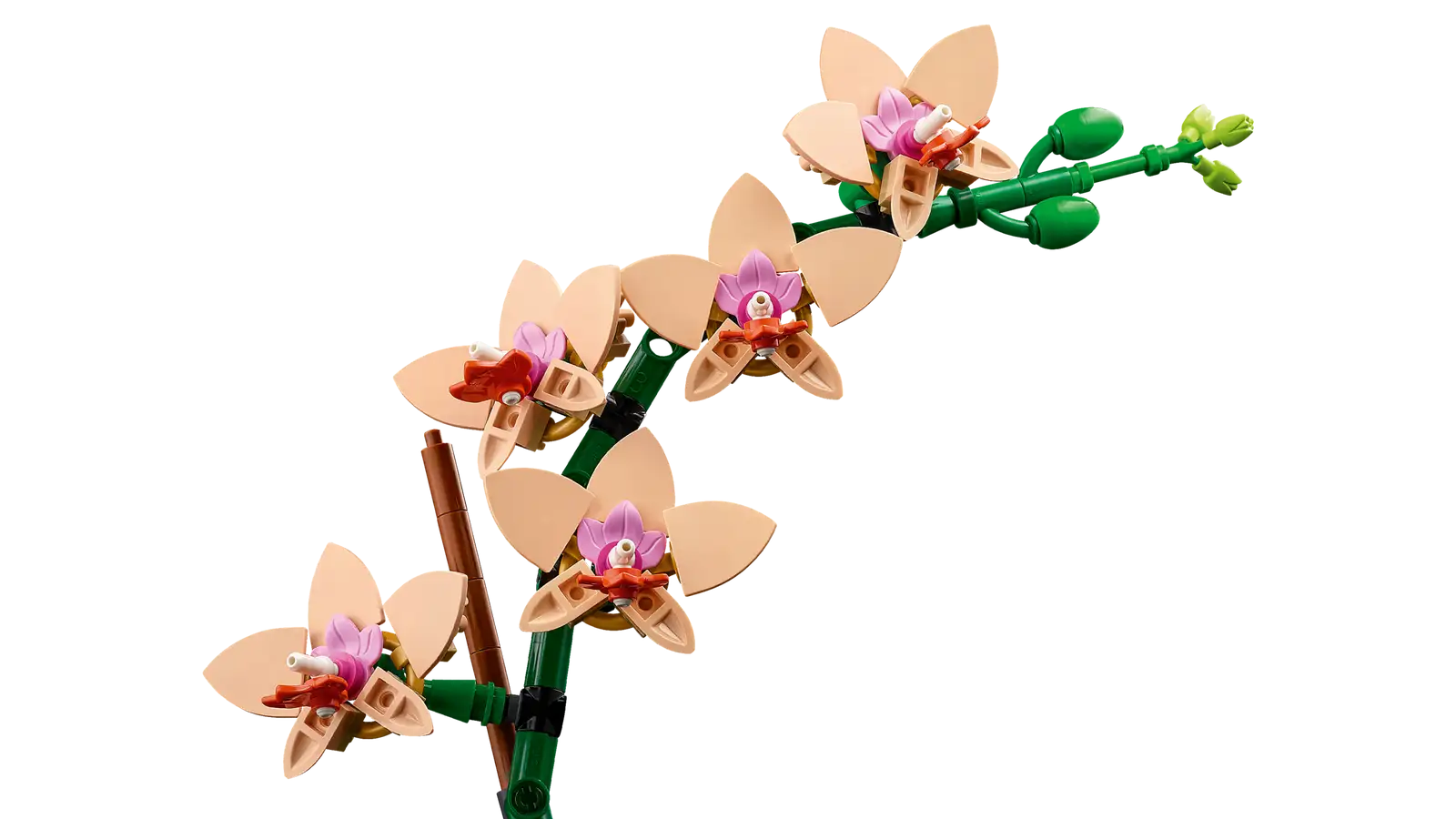 BOTANICALS - Mini Orchid