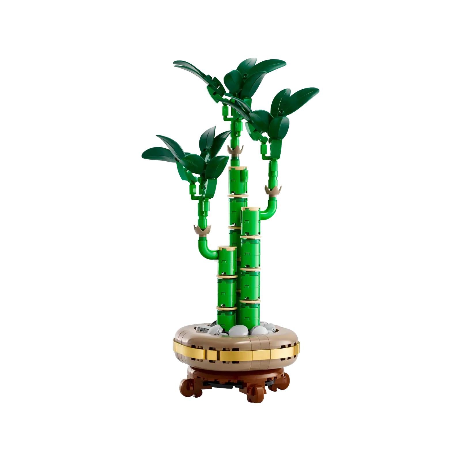 BOTANICALS - Lucky Bamboo