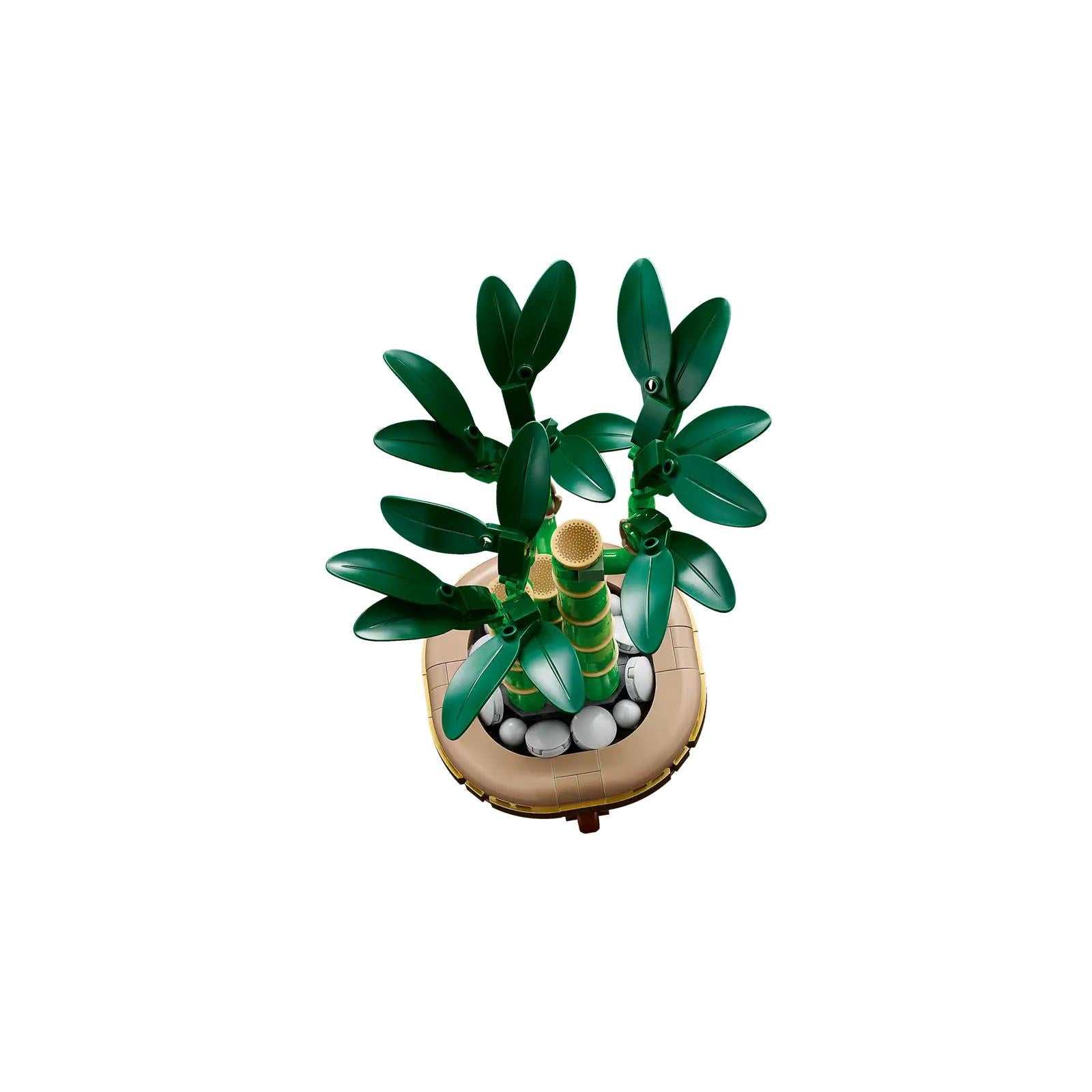 BOTANICALS - Lucky Bamboo