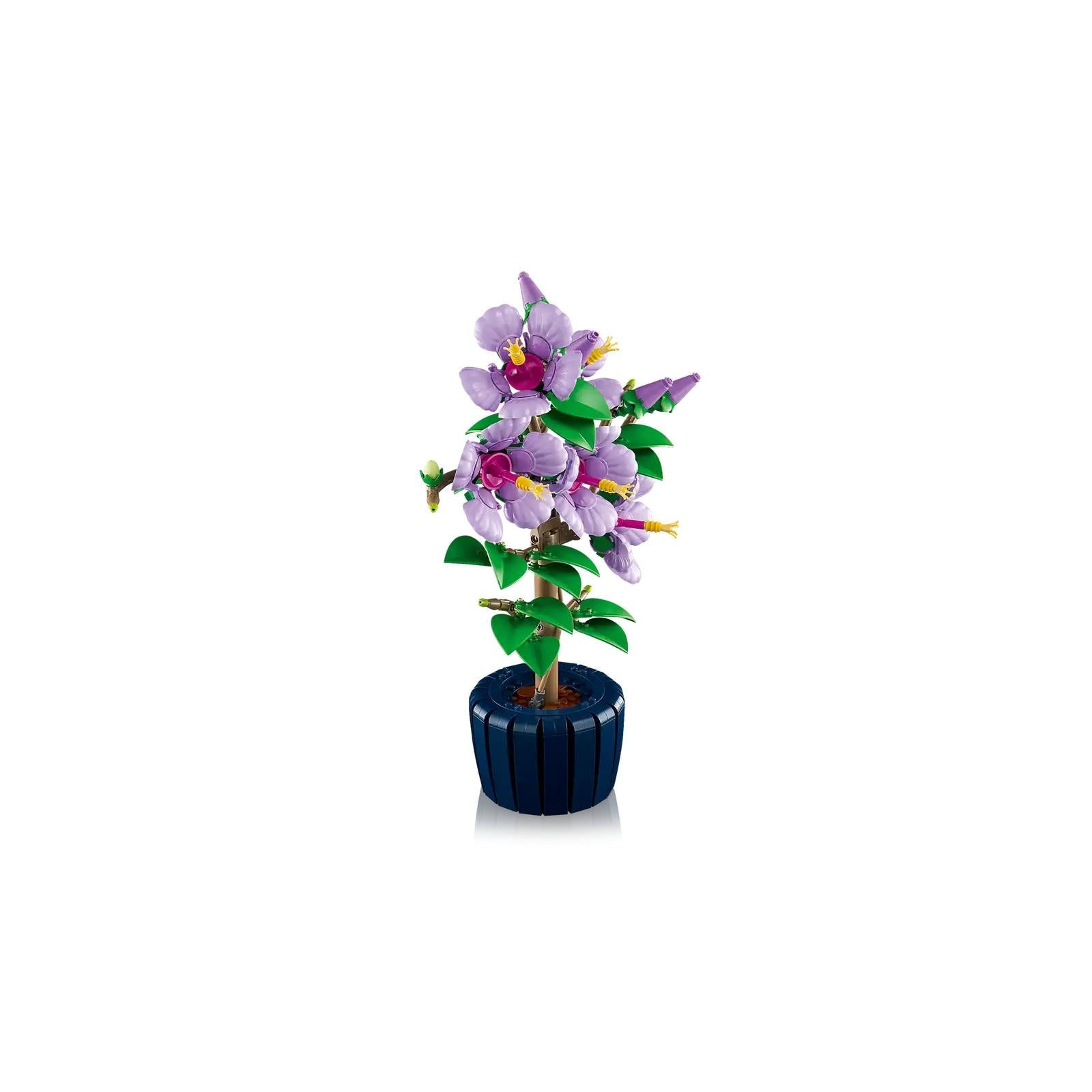 BOTANICALS - Hibiscus