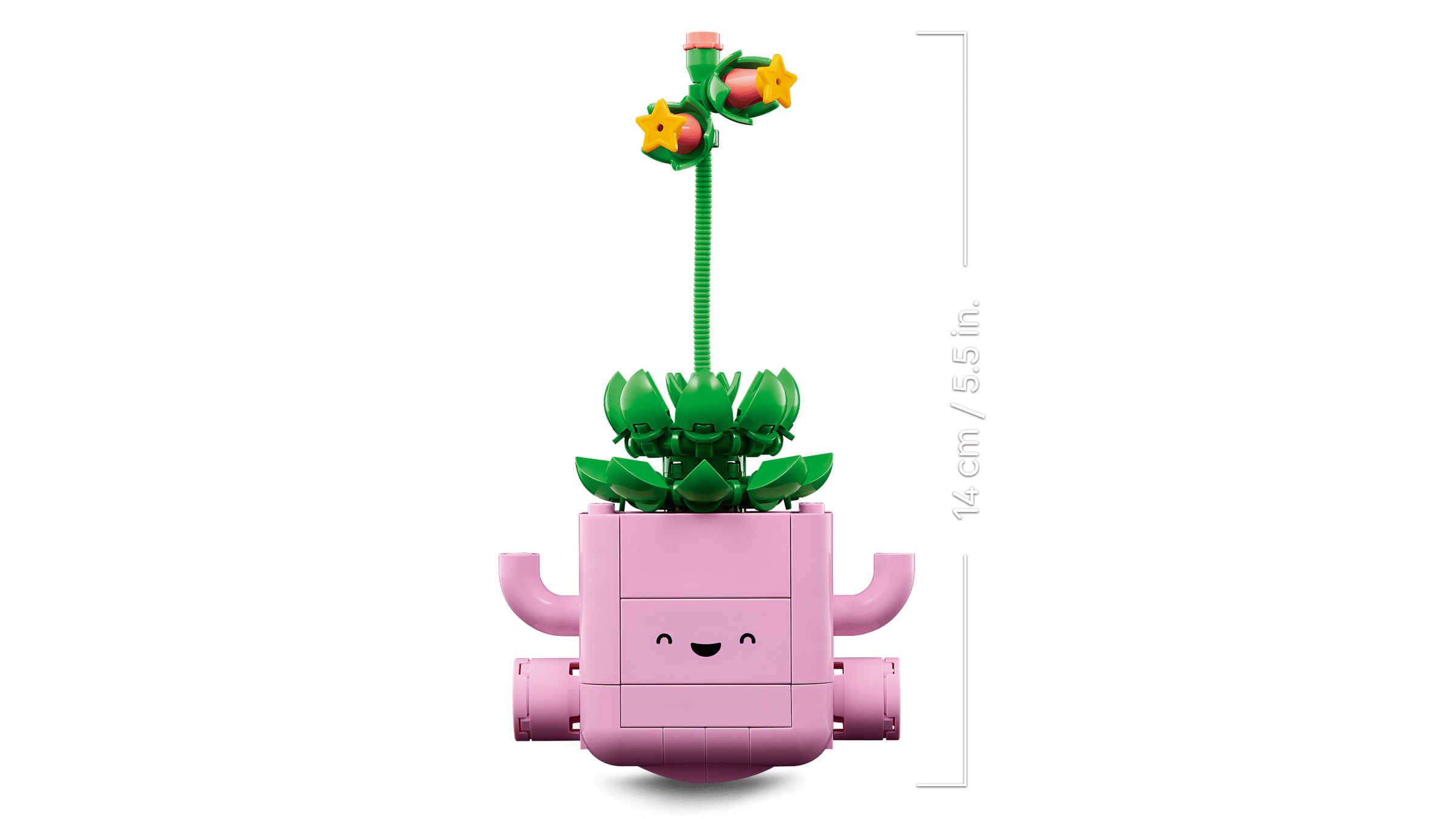 BOTANICALS - Rocking Plants