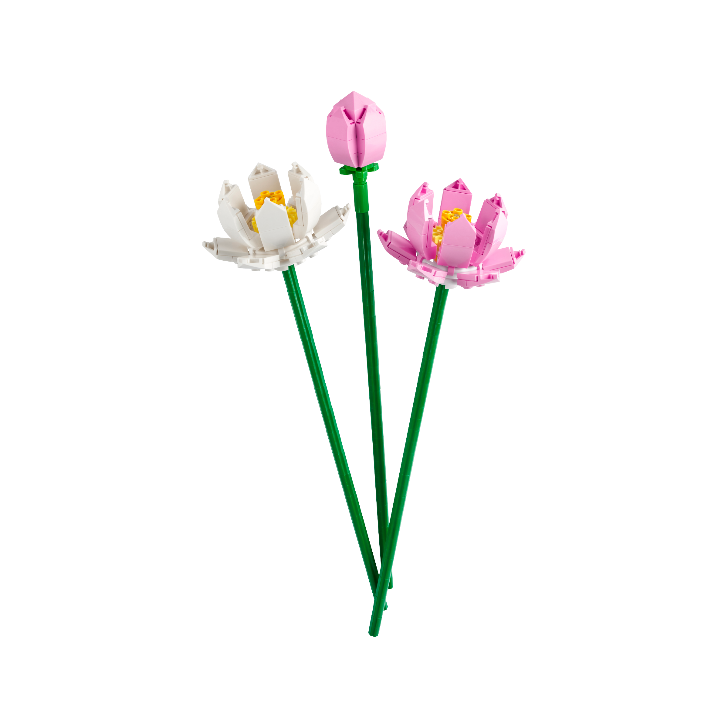 OTHER - Lotus Flowers