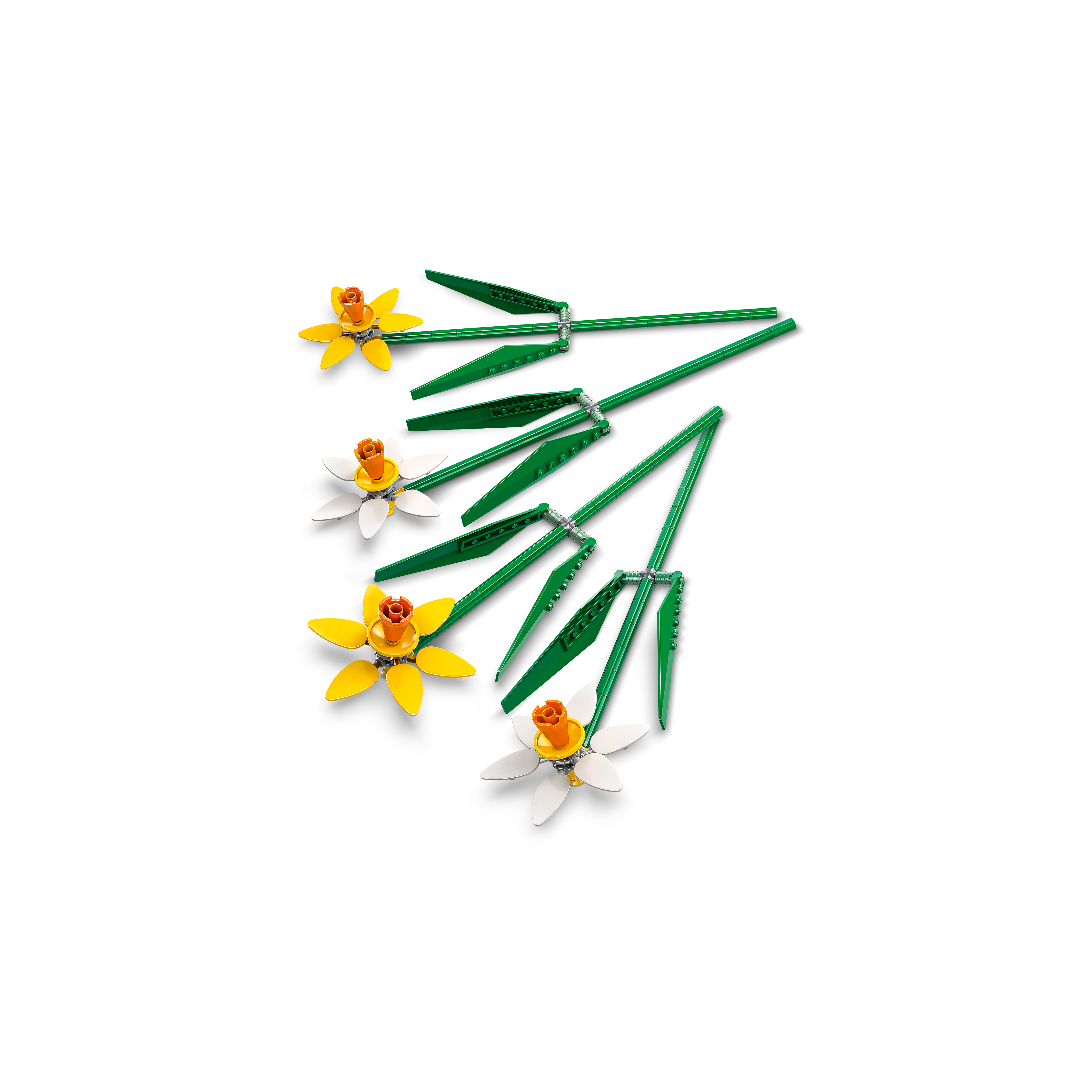 OTHER - Daffodils